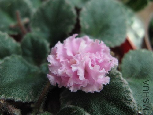 ��ɳ���� 041.jpg