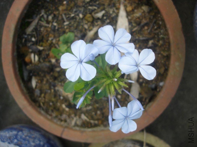 DSC01520.jpg