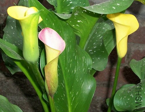 100_0801.jpg