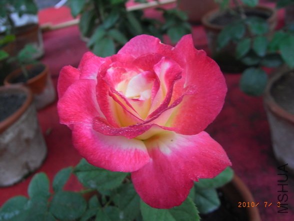 RIMG0276_������С.JPG