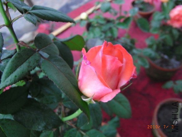 RIMG0306_������С.JPG