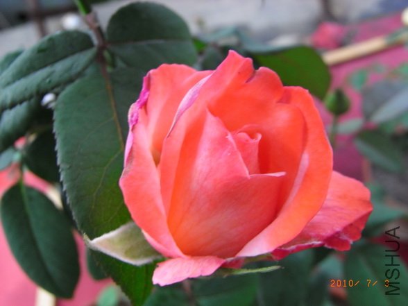 RIMG0308_������С.JPG