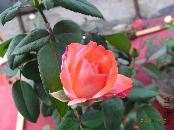 RIMG0309_������С.JPG