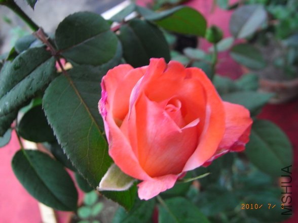 RIMG0305_������С.JPG