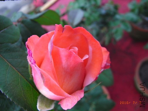 RIMG0311_������С.JPG