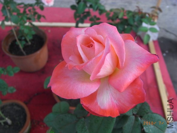 RIMG0286_������С.JPG