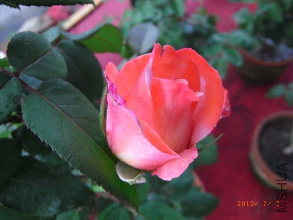 RIMG0312_������С.JPG