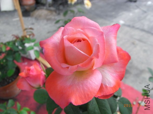 RIMG0293_������С.JPG
