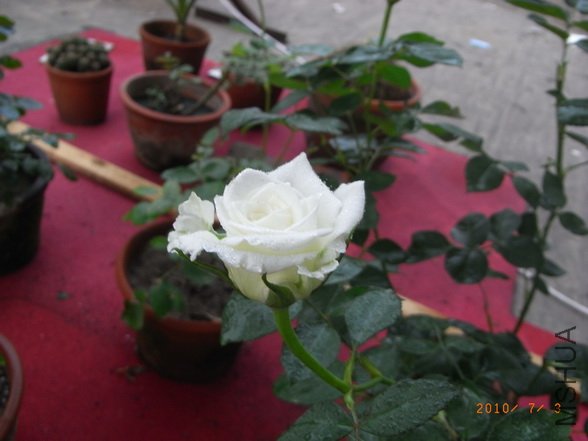 RIMG0302_������С.JPG