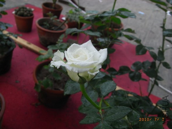 RIMG0303_������С.JPG