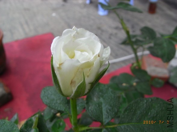 RIMG0271_������С.JPG