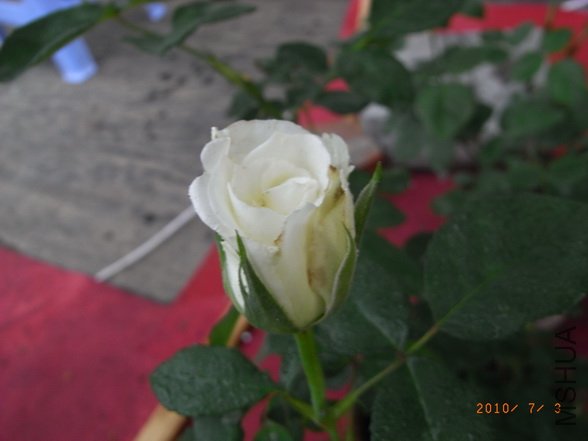 RIMG0272_������С.JPG