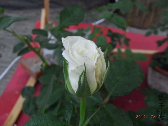 RIMG0270_������С.JPG