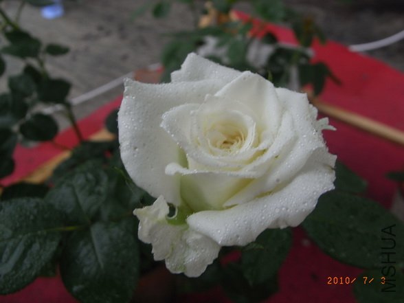RIMG0274_������С.JPG