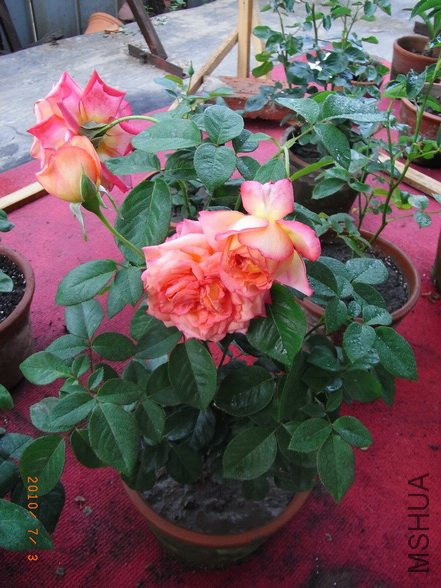 RIMG0295_������С.jpg