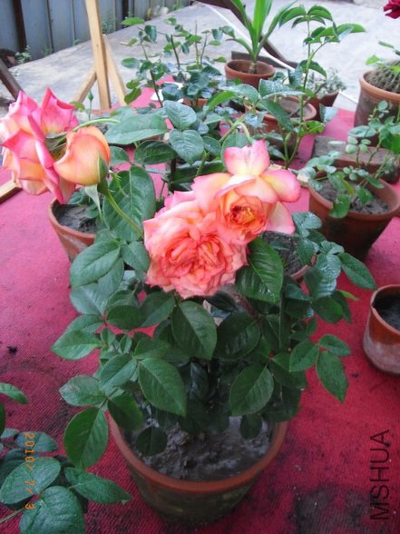 RIMG0298_������С.jpg
