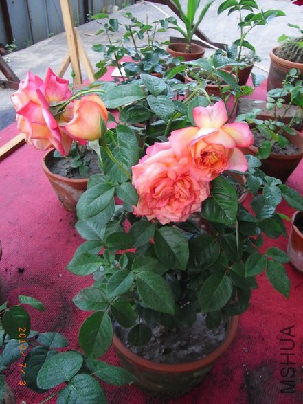 RIMG0296_������С.jpg