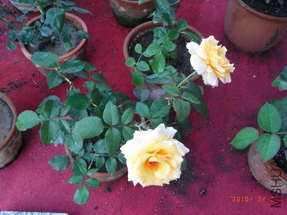 RIMG0314_������С.JPG