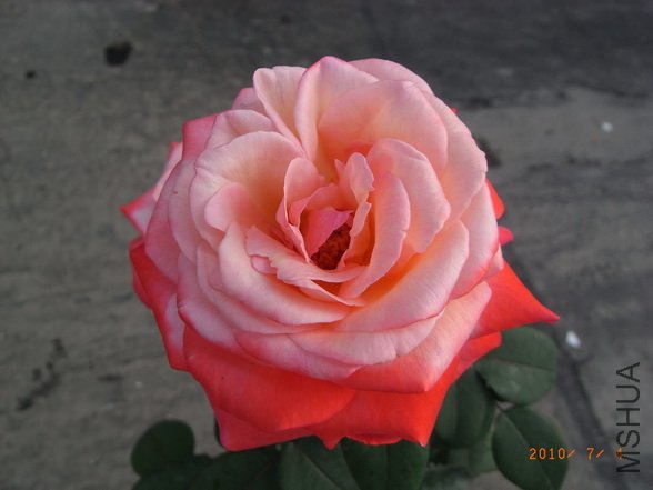 RIMG0261_������С.JPG
