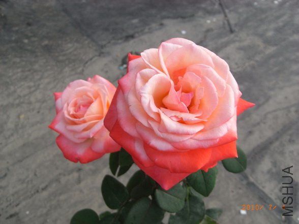 RIMG0262_������С.JPG