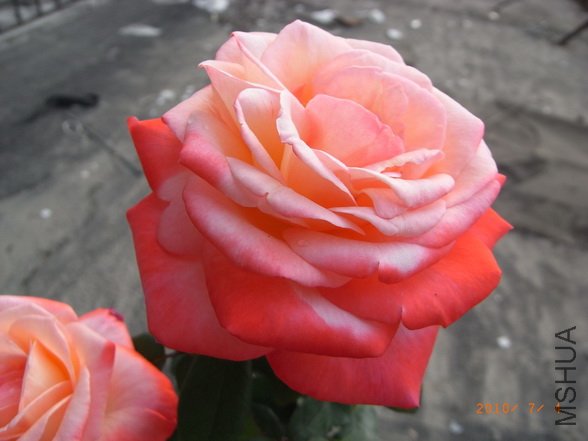 RIMG0271_������С.JPG