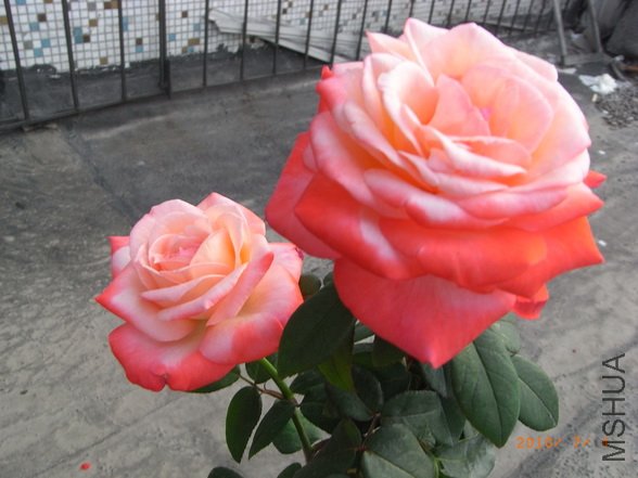 RIMG0265_������С.JPG