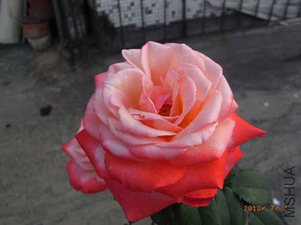 RIMG0272_������С.JPG