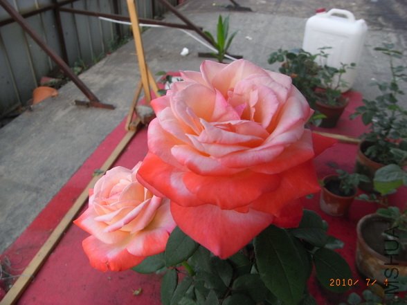 RIMG0281_������С.JPG