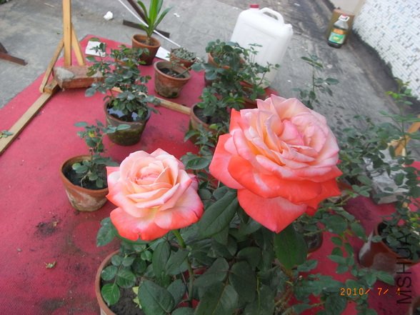 RIMG0284_������С.JPG