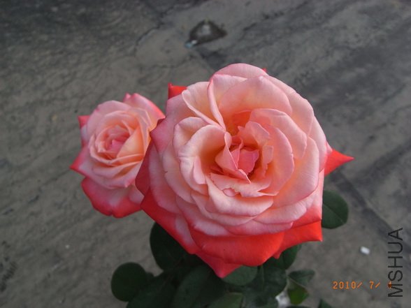 RIMG0274_������С.JPG