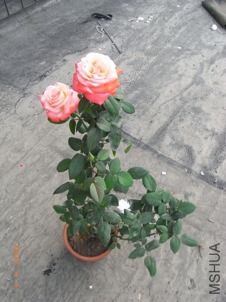 RIMG0275_������С.jpg