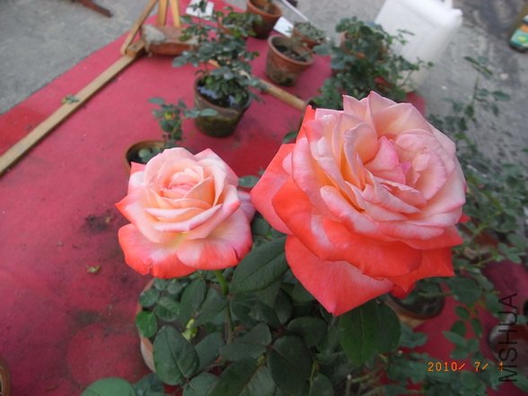 RIMG0283_������С.JPG