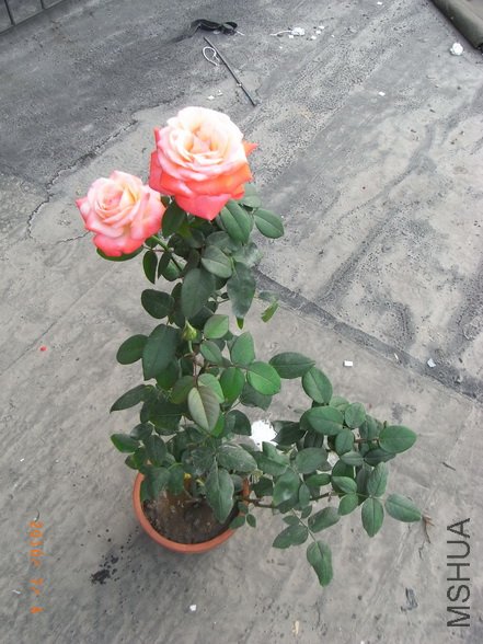 RIMG0276_������С.jpg