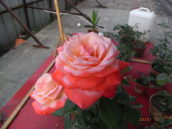 RIMG0280_������С.JPG