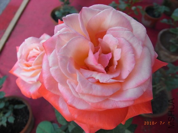 RIMG0295_������С.JPG