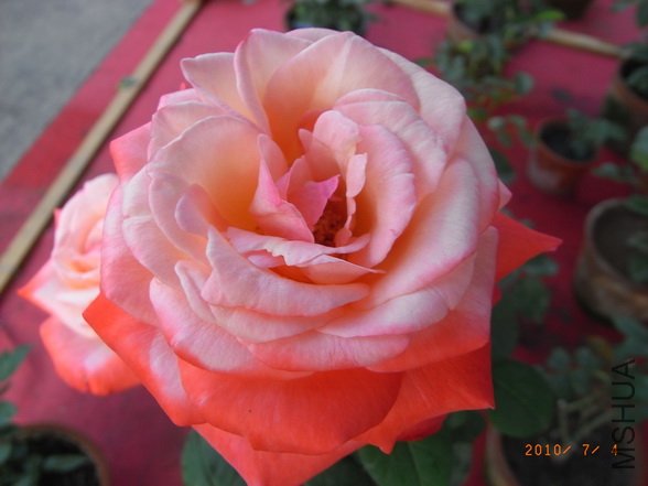 RIMG0287_������С.JPG