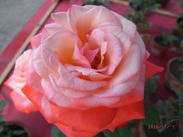 RIMG0288_������С.JPG