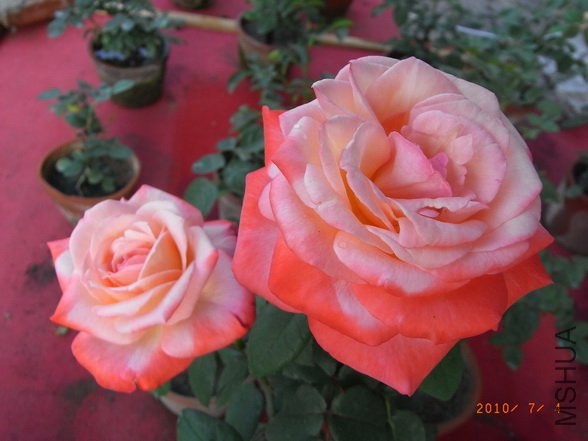 RIMG0292_������С.JPG