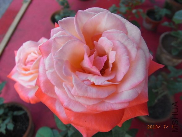 RIMG0296_������С.JPG
