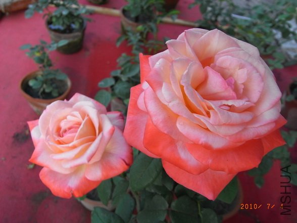 RIMG0291_������С.JPG
