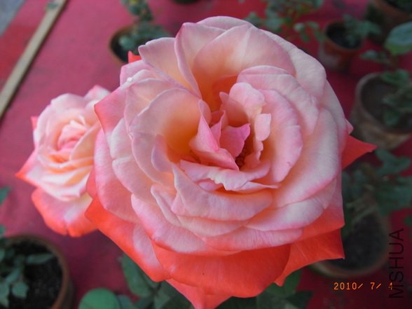 RIMG0298_������С.JPG