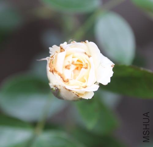 IMG_7751.jpg