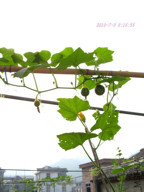 ���Ŷ����յ�