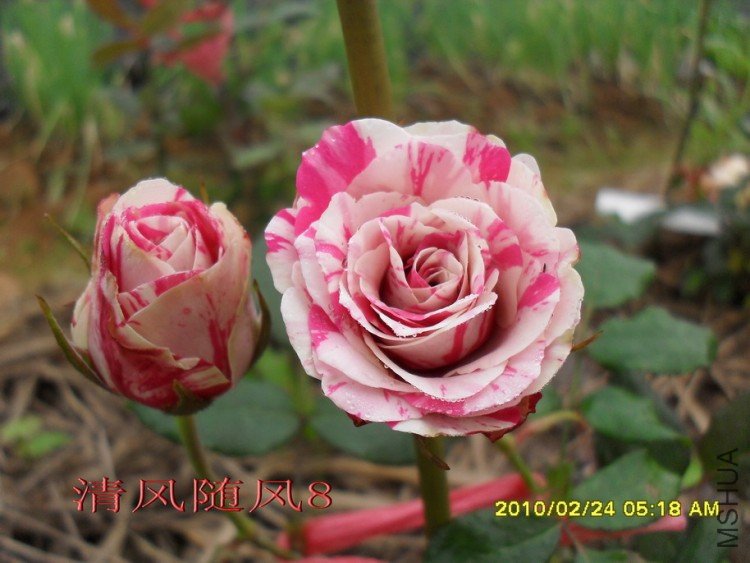 ����11 (3).jpg