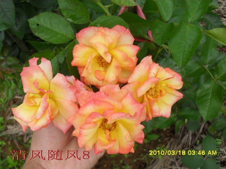 �谮С��11 (4).jpg