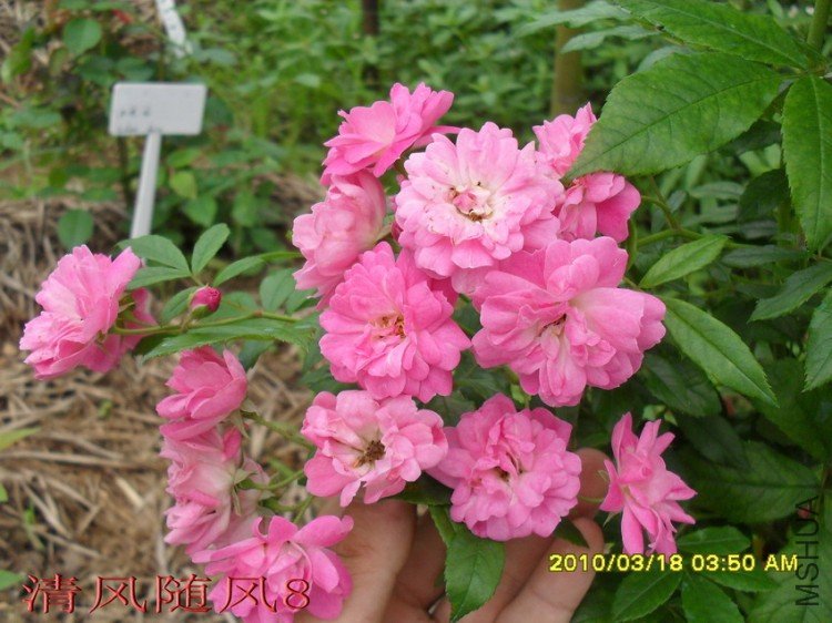 ��������11 (4).jpg