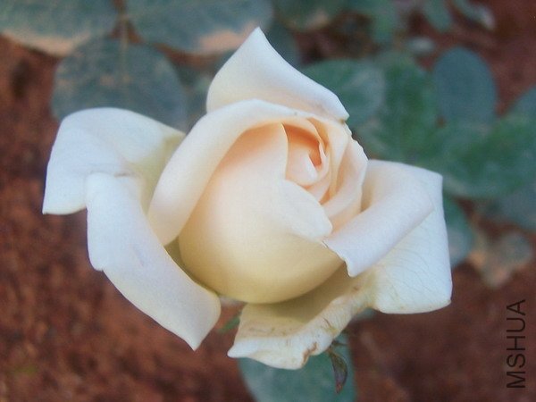 20100707 008.jpg