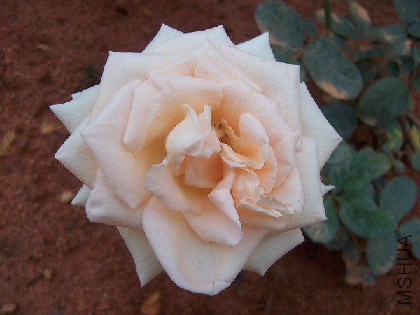 20100707 038.jpg