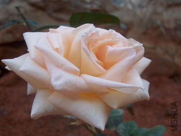 20100707 043.jpg