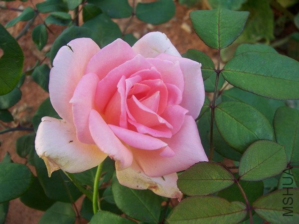 20100707 023.jpg